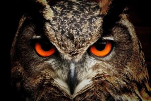 Owl Dream Meaning and Interpretation