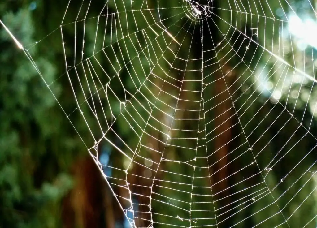 Spider Dream Meaning – Luciding Dream DIctionary