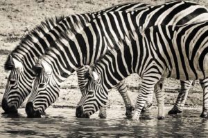 Zebra Dream Meaning and Interpretation