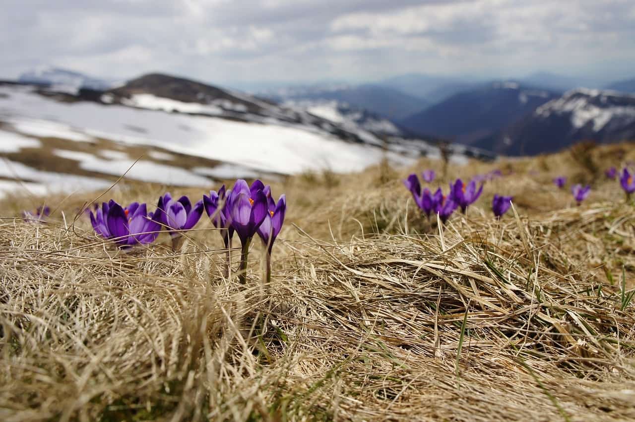  Purple crocus flowers growing on a mountainside with snow-capped peaks in the distance, representing the search query 'Symbols and metaphors in mythology'.