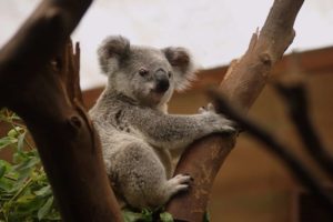 Koala Bear Dream Meaning and Interpretation