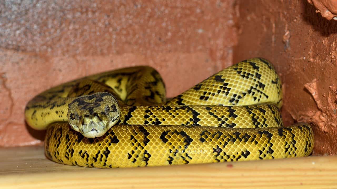 Yellow Snake3 