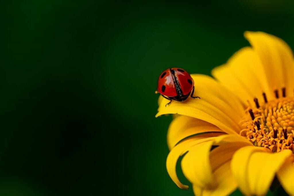 the-meaning-of-ladybug-dream-luciding-dream-dictionary