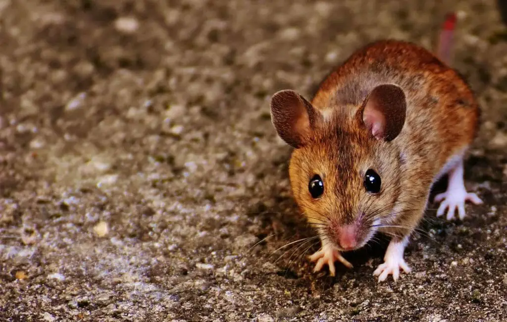 House Mouse Meaning Urban Dictionary