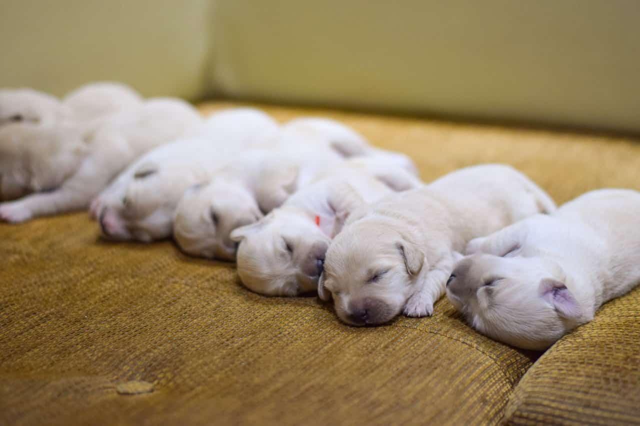 dreams-of-puppies-luciding-dream-dictionary