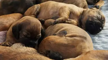 Dreams Of Puppies Luciding Dream Dictionary