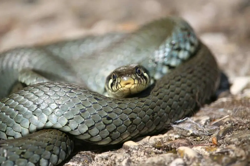 the-biblical-meaning-of-snakes-in-dreams-luciding-dream-dictionary