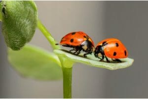 3 Spiritual Meanings When A Ladybug Lands On You