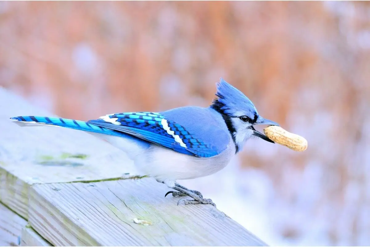 5-spiritual-meanings-of-seeing-a-blue-jay-luciding-dream-dictionary