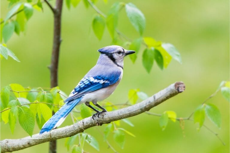 5-spiritual-meanings-of-seeing-a-blue-jay-luciding-dream-dictionary