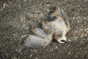 8 Spiritual Meanings Of Dead Birds