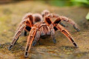 Dreams about Spiders – 47 Scenarios & What They Mean