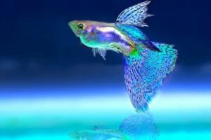 Fish Dream Meaning – 50+ Types and its Interpretation