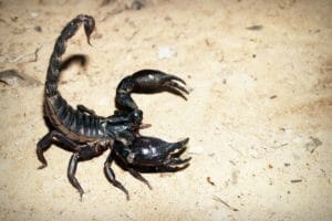True Meaning And Right Interpretation Of Dreams of Scorpions