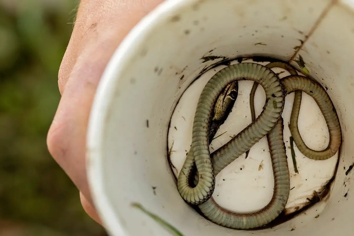 killing-snakes-in-a-dream-spiritual-meaning-and-symbolism-luciding