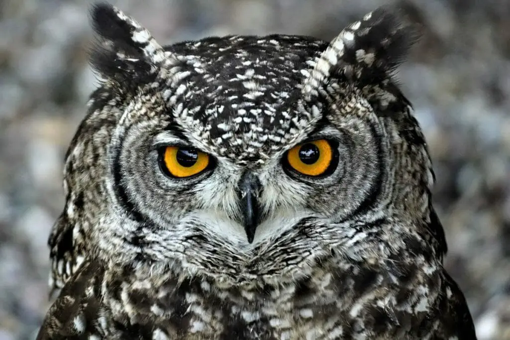 Owl Dream Meaning And Interpretation Luciding Dream Dictionary