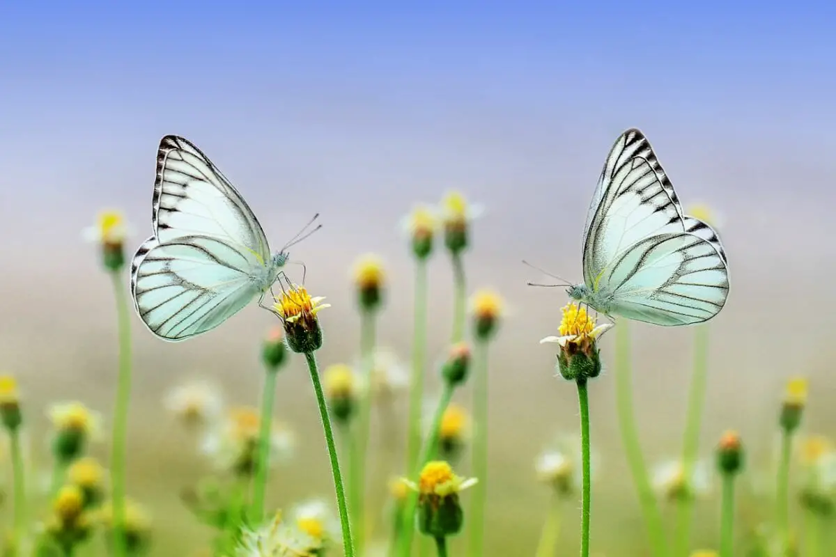 dreams-about-butterflies-interpretation-and-meaning