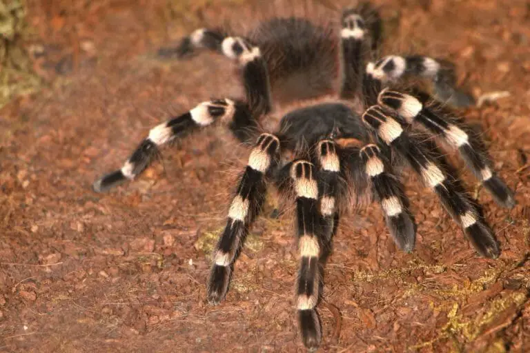 mexican-red-knee-tarantula-binder-park-zoo