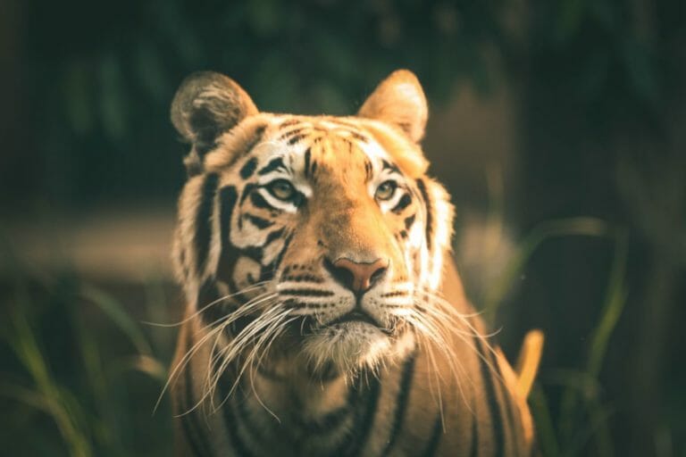 What Does It Mean To See A Tiger In Your Dream Islam