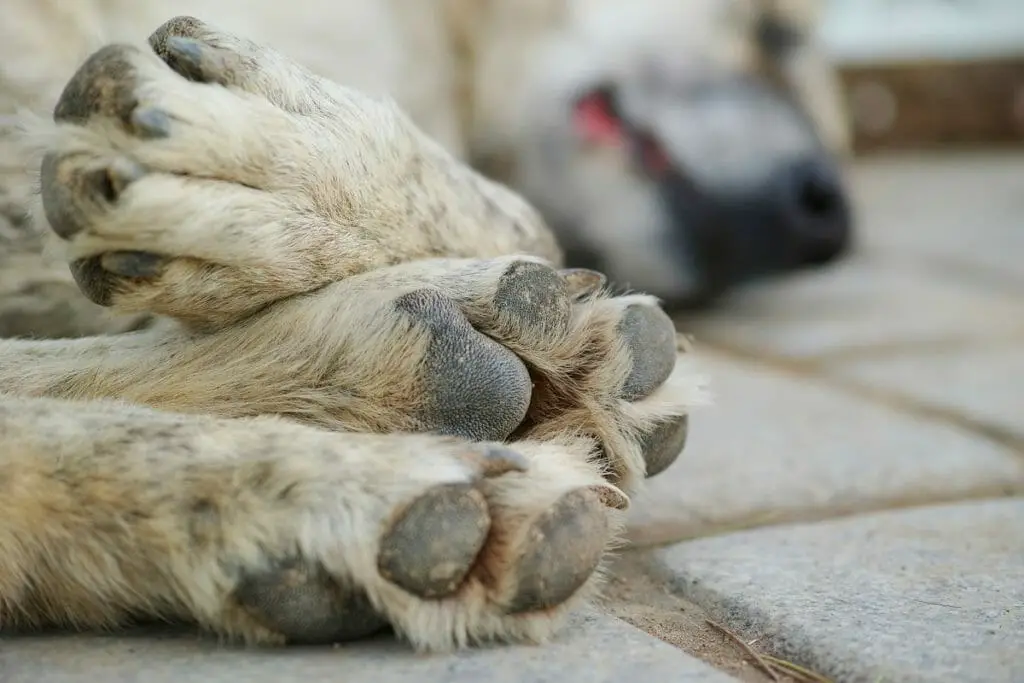 Dead Dog Dream Meaning And Interpretation - Luciding Dream Dictionary