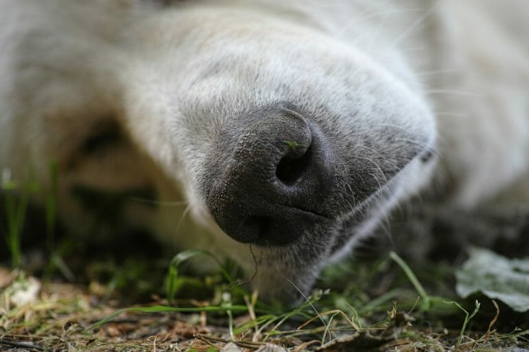 What Does It Mean When You See A Dog Dying In Your Dream