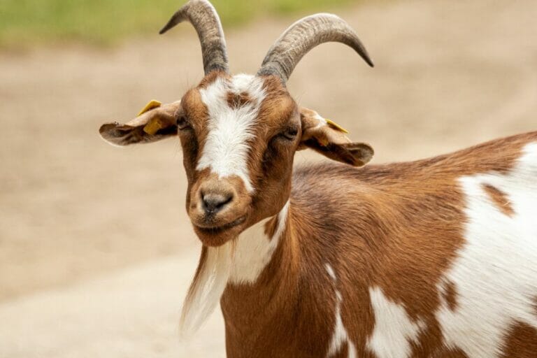 what-does-a-goat-mean-in-your-dream-luciding-dream-dictionary