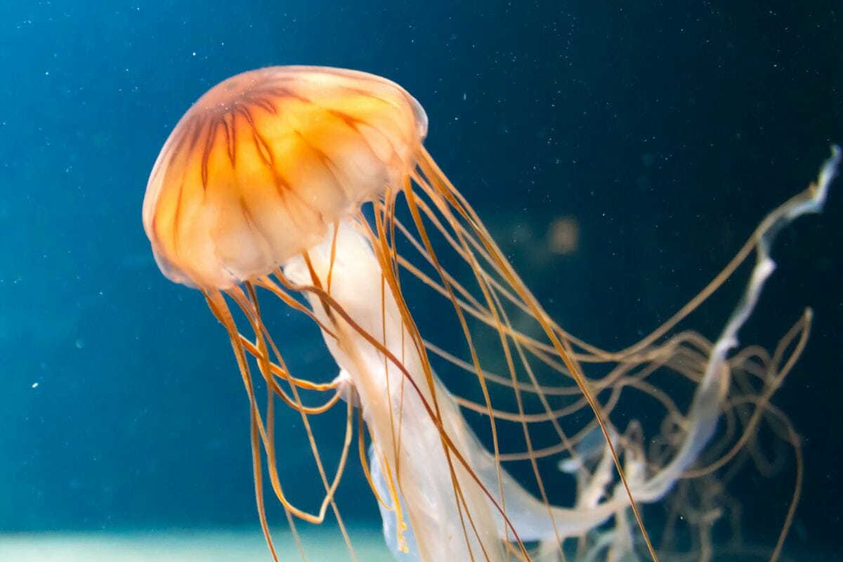 what-does-a-jellyfish-mean-in-your-dreams-luciding-dream-dictionary