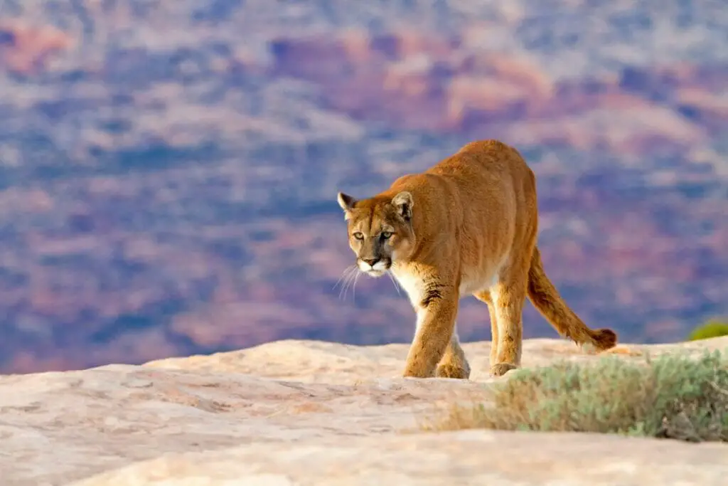 what-does-a-mountain-lion-mean-in-a-dream-luciding-dream-dictionary