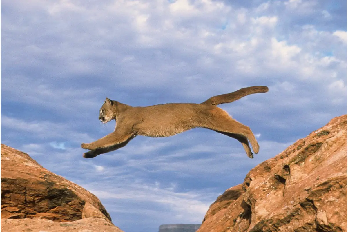 what-does-a-mountain-lion-mean-in-a-dream-luciding-dream-dictionary