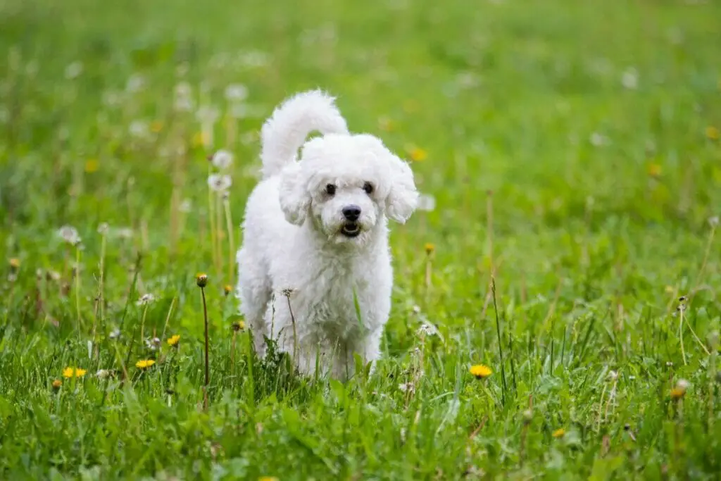 White Dog Dream Meaning And Interpretation - Luciding Dream Dictionary